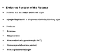 Comprehensive Overview of Placenta: Development, Function, and ...