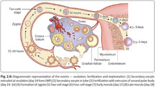 Comprehensive Overview of Placenta: Development, Function, and ...