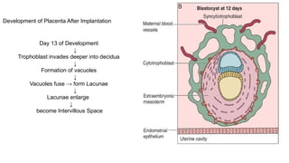 Comprehensive Overview of Placenta: Development, Function, and ...