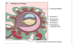 Comprehensive Overview of Placenta: Development, Function, and ...