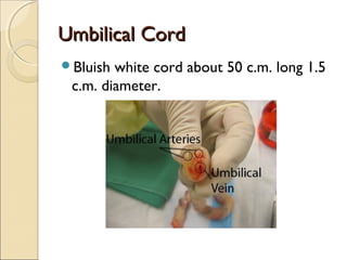Umbilical CordUmbilical Cord
Bluish white cord about 50 c.m. long 1.5
c.m. diameter.
 