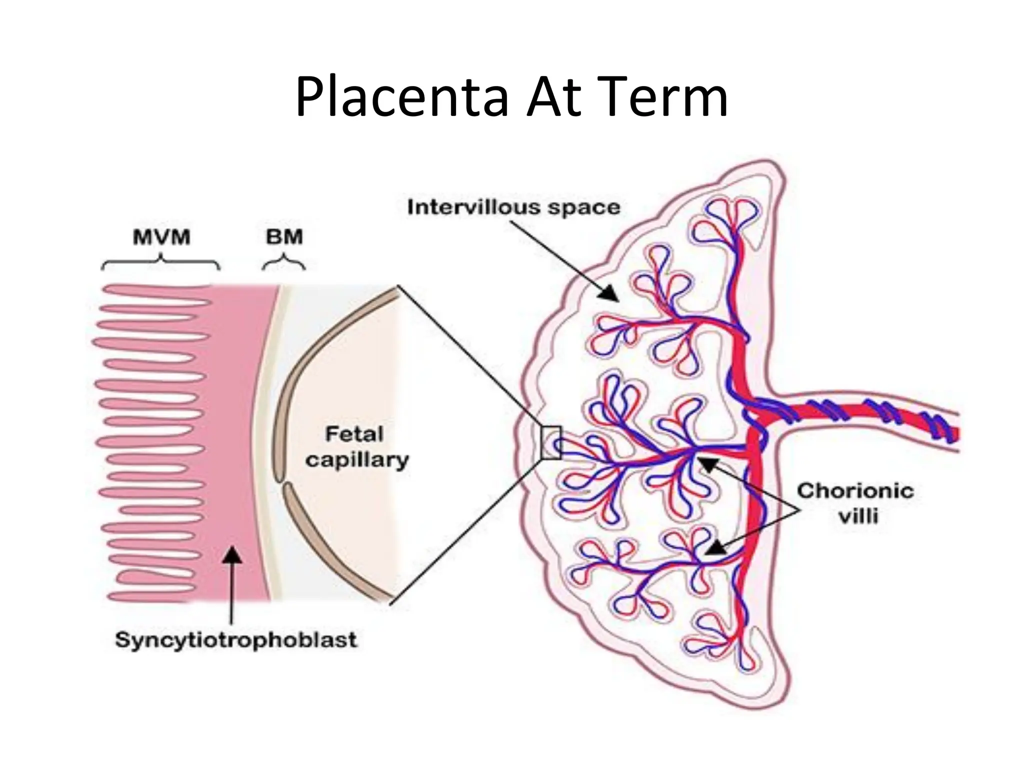 Placenta At Term
 