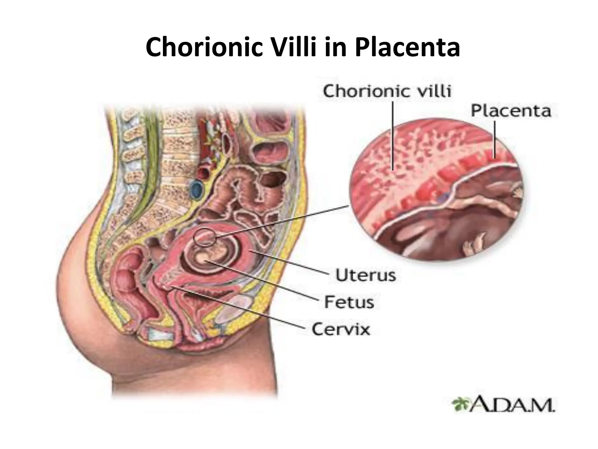Chorionic Villi in Placenta
 