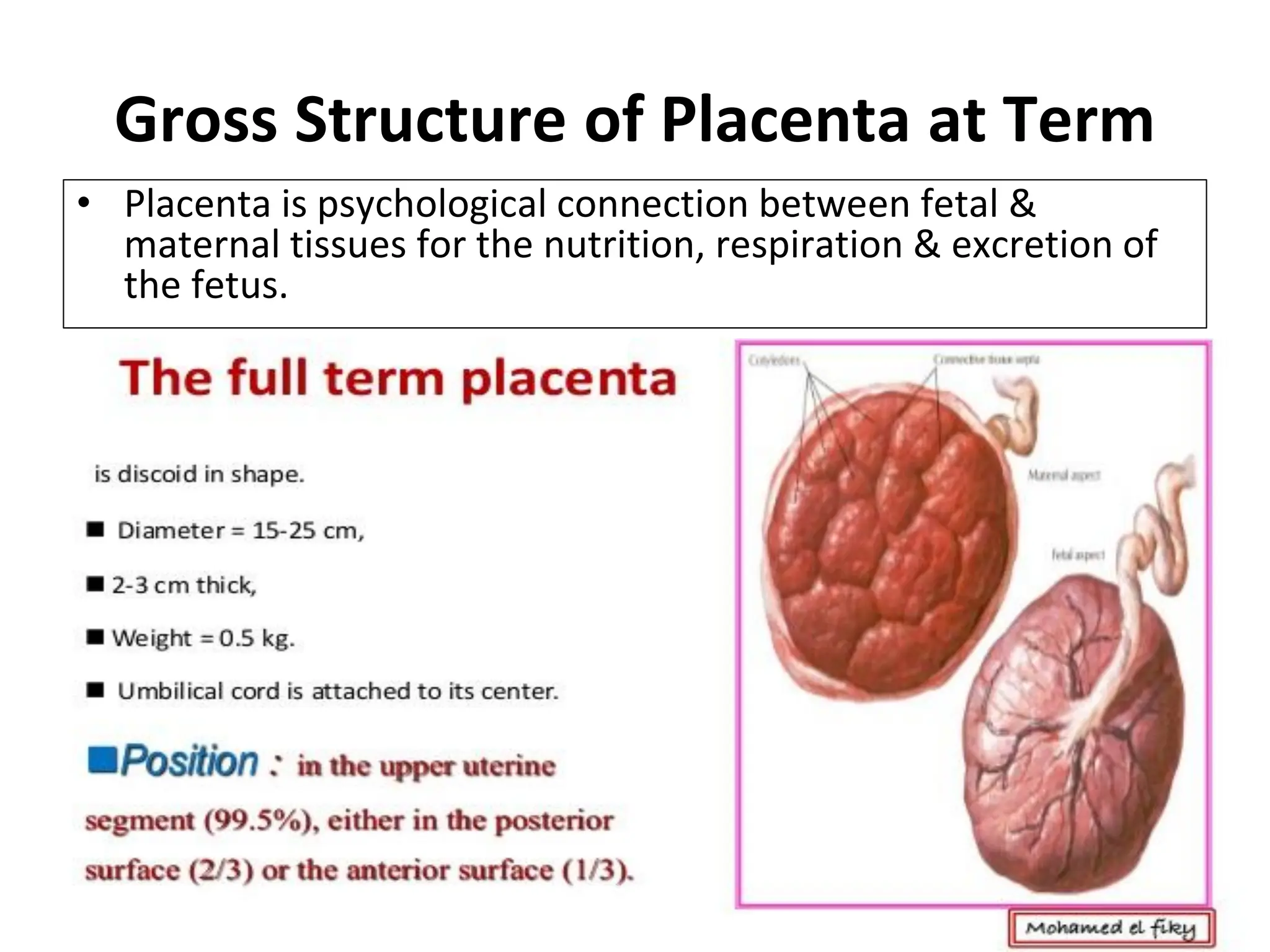 Gross Structure of Placenta at Term
• Placenta is psychological connection between fetal &
maternal tissues for the nutrition, respiration & excretion of
the fetus.
 