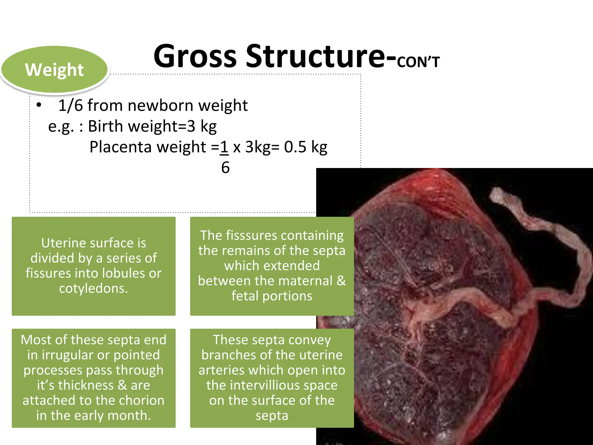 Gross Structure-CON’T
• 1/6 from newborn weight
e.g. : Birth weight=3 kg
Placenta weight =1 x 3kg= 0.5 kg
6
Weight
Uterine surface is
divided by a series of
fissures into lobules or
cotyledons.
The fisssures containing
the remains of the septa
which extended
between the maternal &
fetal portions
Most of these septa end
in irrugular or pointed
processes pass through
it’s thickness & are
attached to the chorion
in the early month.
These septa convey
branches of the uterine
arteries which open into
the intervillious space
on the surface of the
septa
 