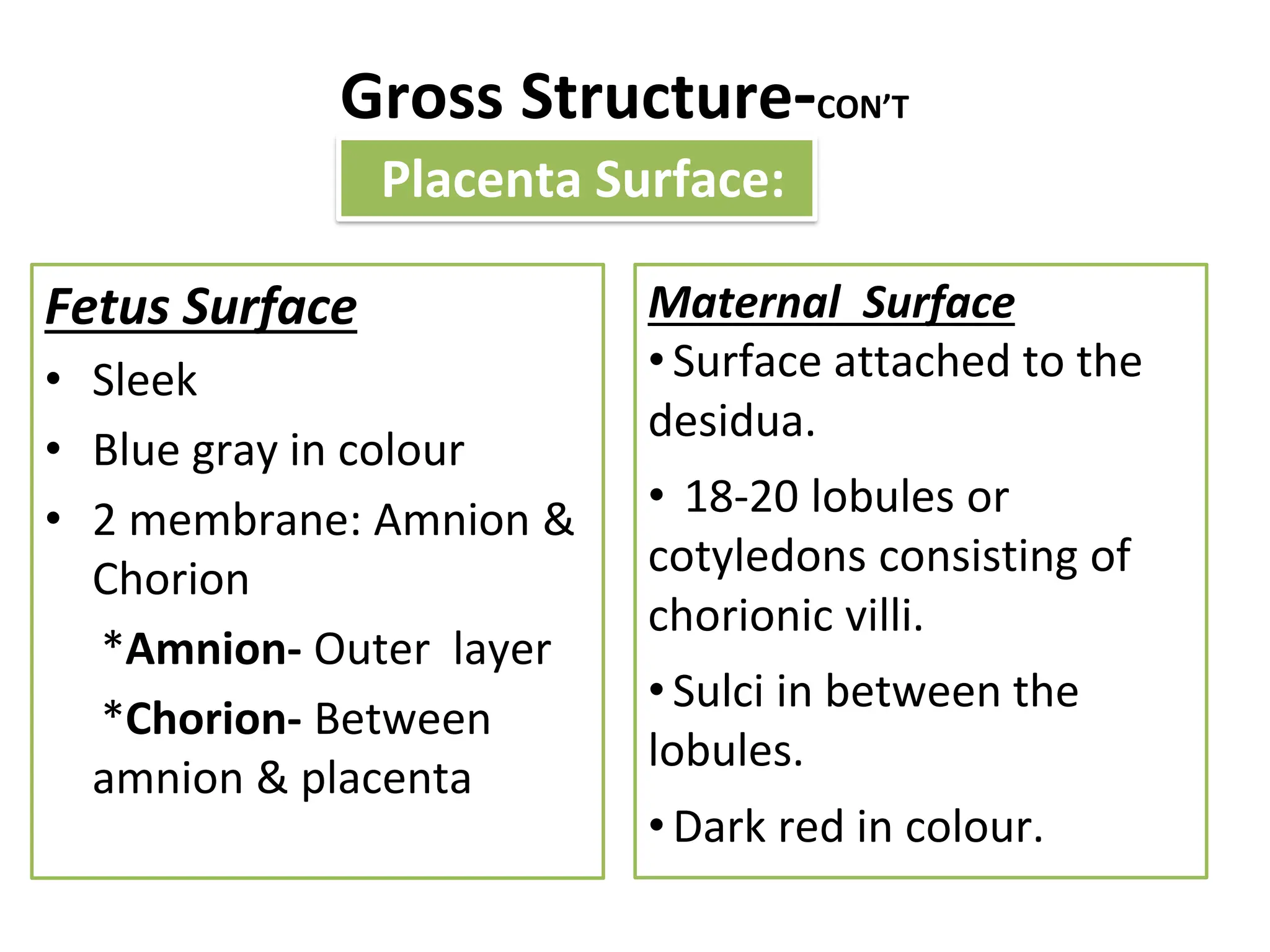 Gross Structure-CON’T
Fetus Surface
• Sleek
• Blue gray in colour
• 2 membrane: Amnion &
Chorion
*Amnion- Outer layer
*Chorion- Between
amnion & placenta
Maternal Surface
• Surface attached to the
desidua.
• 18-20 lobules or
cotyledons consisting of
chorionic villi.
• Sulci in between the
lobules.
• Dark red in colour.
Placenta Surface:
 