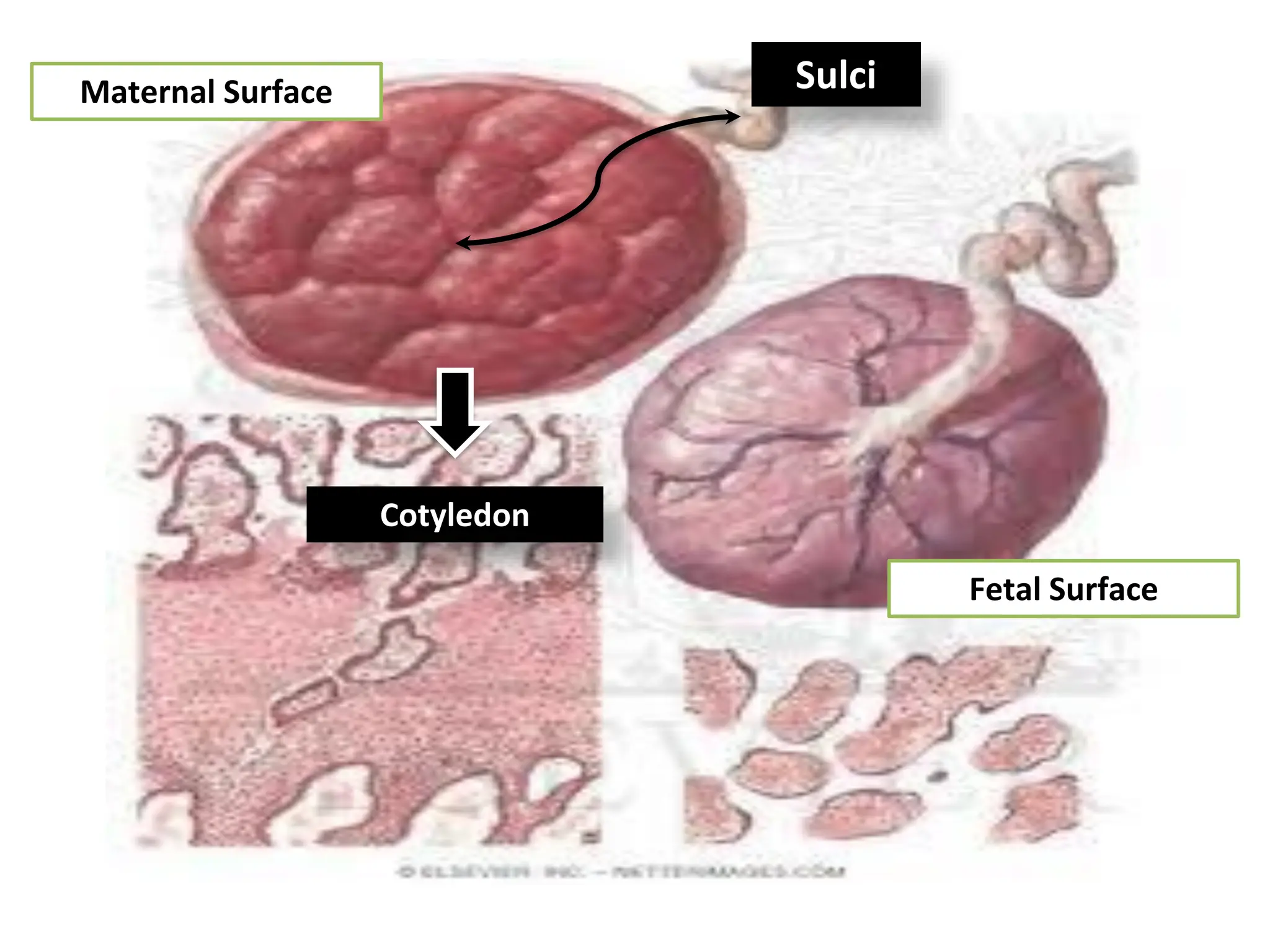 Maternal Surface
Fetal Surface
Sulci
Cotyledon
 