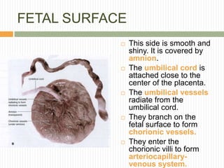 Placenta | PPTX
