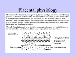 Placental | PPTX