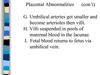 Placental Abnormalities  (con’t) G. Umbilical arteries get smaller and become arterioles then villi. H. Villi suspended in pools of    maternal blood in the lacunae.   I.  Fetal blood returns to fetus via    umbilical vein. 