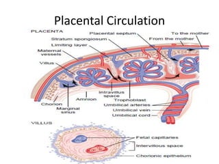 Placental Circulation
 