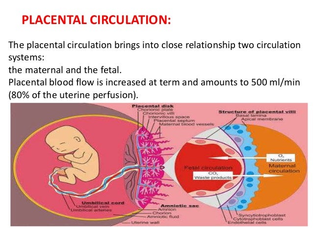Placental circulation Biology Diagrams