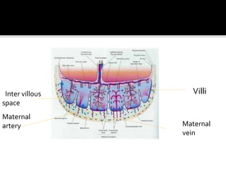 VilliInter villous
space
Maternal
artery Maternal
vein
 
