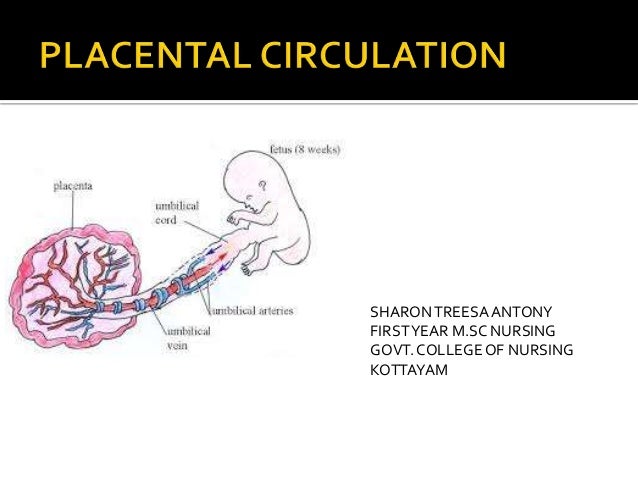 Placental Circulation Flow Chart