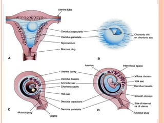 placental development - Its process .ppt