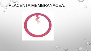 PLACENTA MEMBRANACEA.
 