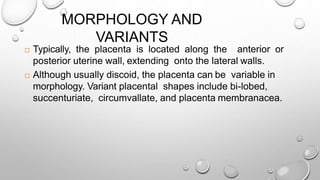 MORPHOLOGY AND
VARIANTS
 Typically, the placenta is located along the anterior or
posterior uterine wall, extending onto the lateral walls.
 Although usually discoid, the placenta can be variable in
morphology. Variant placental shapes include bi-lobed,
succenturiate, circumvallate, and placenta membranacea.
 