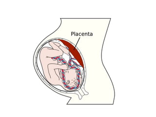 Placental hormones