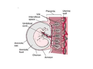 Placental hormones
