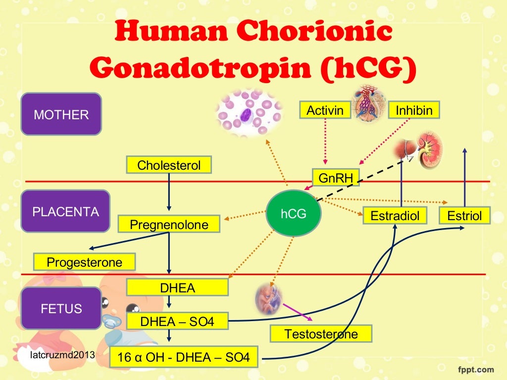 Placental hormones lec by liza tarca, md