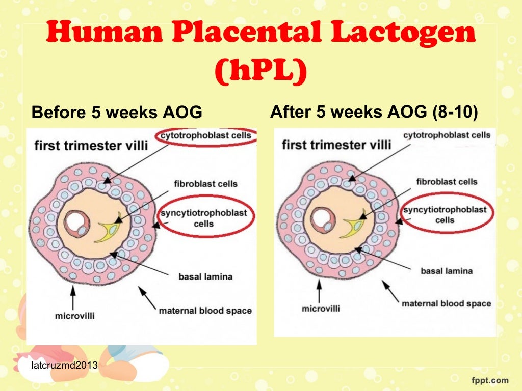 Placental hormones lec by liza tarca, md