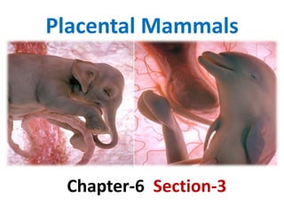 Placental Mammals
Chapter-6 Section-3
 