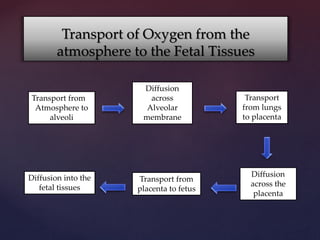 Placental respiratory gas exchange and fetal oxygenation | PPTX