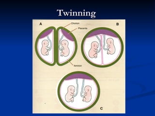 Developmental stages of placenta in early stages of pregnancy | PPT