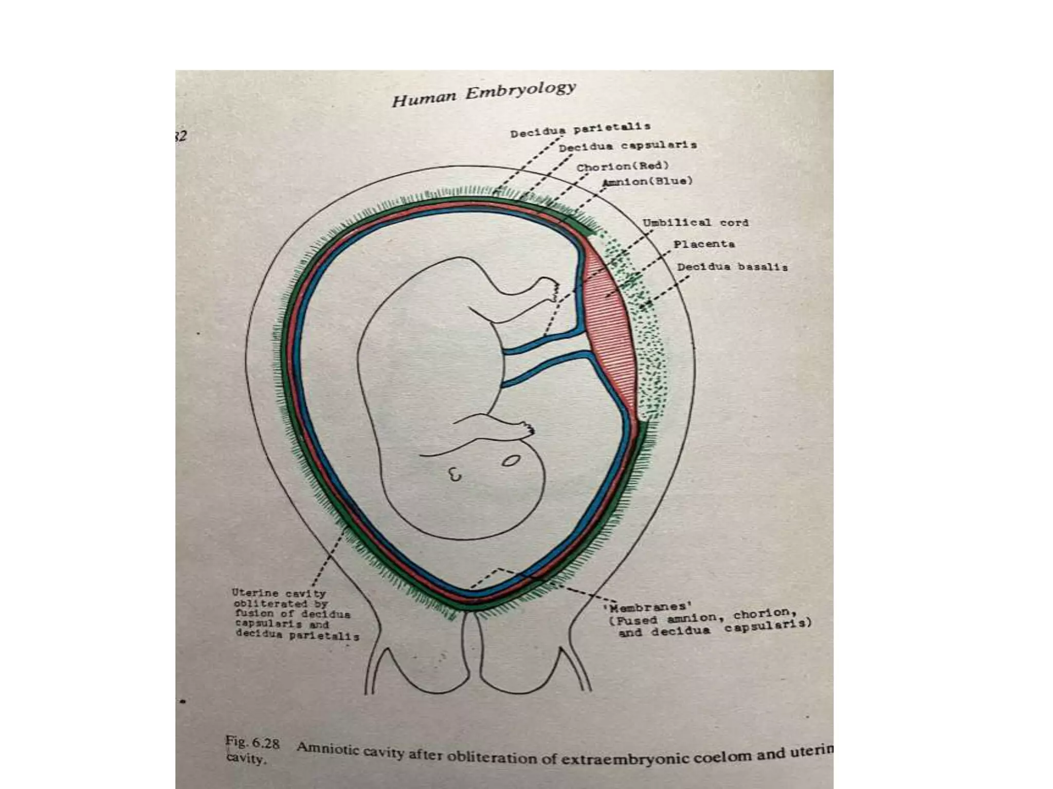 Placenta , memberanes and amniotic fluid | PPT