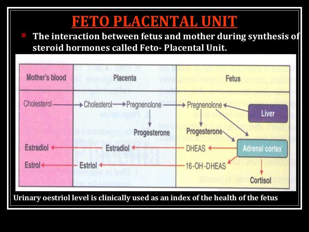 Placenta related thesis picture