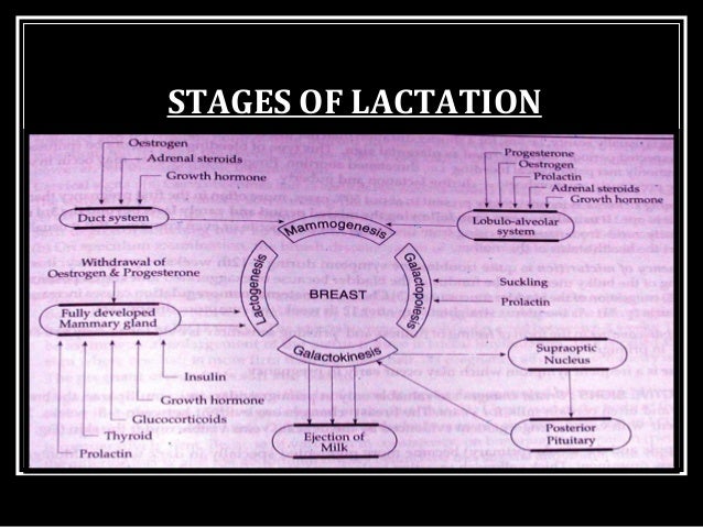 retained placental fragments lactation retained placental fragments lactation