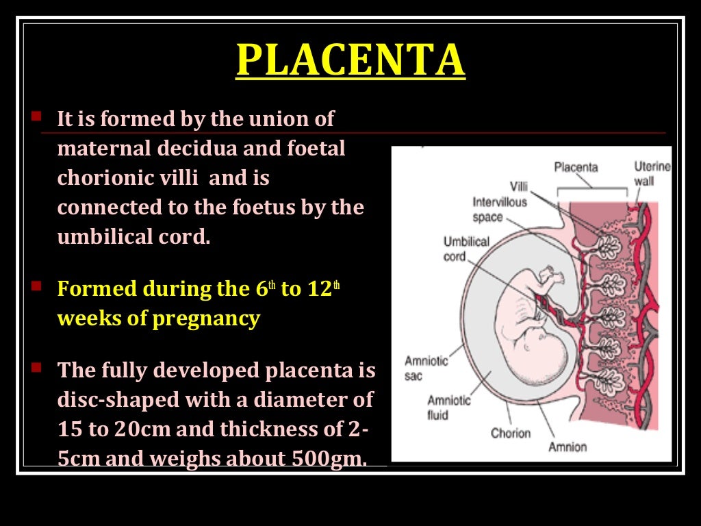 Pathophysiology of preeclampsia picture