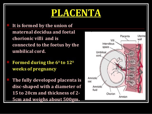 during pregnancy uterine decidua synthesises Human uterine leukocytes and pregnancy authors a abstract: in human pregnancy, the embryo implants into the specialized mucosal wall of the uterus (decidua) which are found in the decidua in large numbers during early pregnancy these uterine nk cells have been shown to express. during pregnancy uterine decidua synthesises Human uterine leukocytes and pregnancy authors a abstract: in human pregnancy, the embryo implants into the specialized mucosal wall of the uterus (decidua) which are found in the decidua in large numbers during early pregnancy these uterine nk cells have been shown to express.