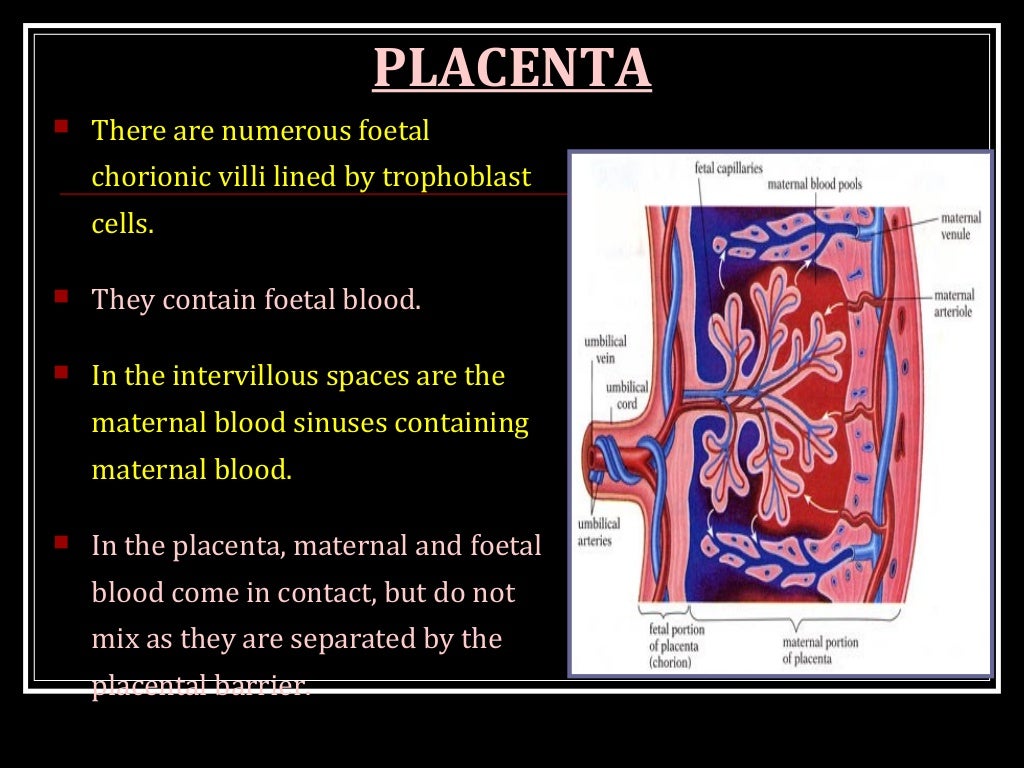 Placental changes in pregnancy induced hypertension image