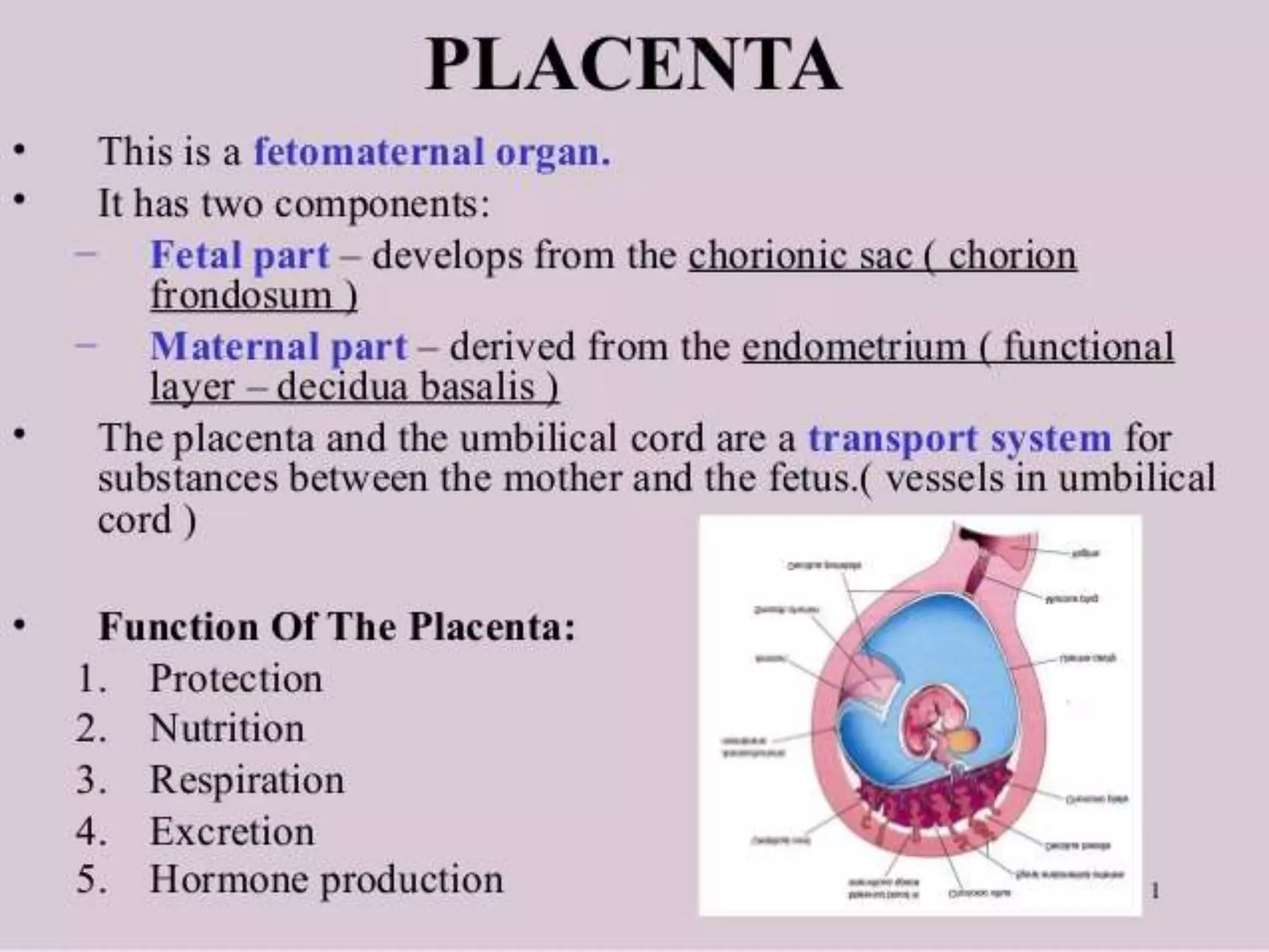 placenta | PPTX