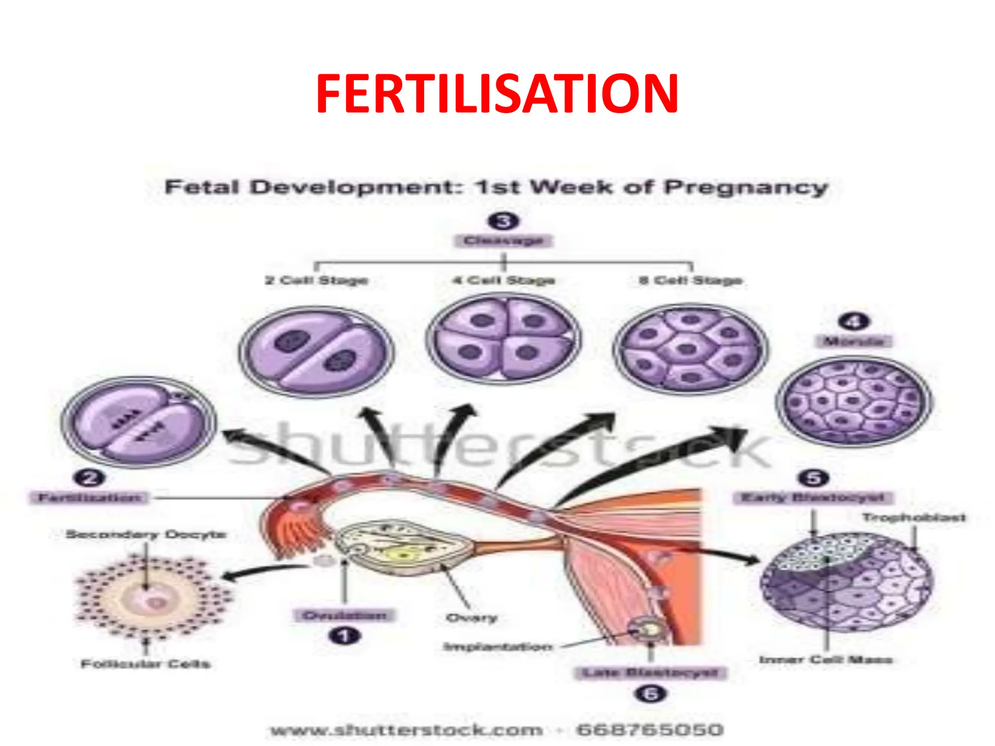 placenta ppt.pptx OBSTETRICS and gynaecologist | PPTX