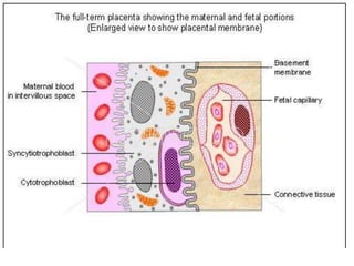 Placenta presentation (1).pptx