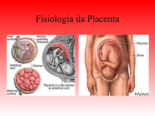 Fisiologia da Placenta
 