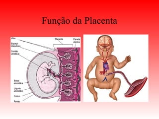 Função da Placenta
 