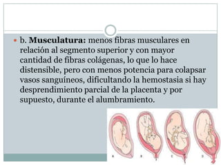  b. Musculatura: menos fibras musculares en
relación al segmento superior y con mayor
cantidad de fibras colágenas, lo que lo hace
distensible, pero con menos potencia para colapsar
vasos sanguíneos, dificultando la hemostasia si hay
desprendimiento parcial de la placenta y por
supuesto, durante el alumbramiento.
 