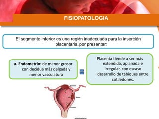 FISIOPATOLOGIA
El segmento inferior es una región inadecuada para la inserción
placentaria, por presentar:
a. Endometrio: de menor grosor
con decidua más delgada y
menor vasculatura
Placenta tiende a ser más
extendida, aplanada e
irregular, con escaso
desarrollo de tabiques entre
cotiledones.
 
