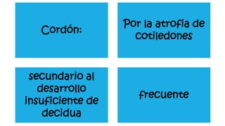 Cordón:
Por la atrofia de
cotiledones
secundario al
desarrollo
insuficiente de
decidua
frecuente
 