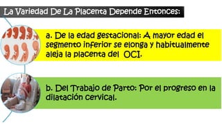 La Variedad De La Placenta Depende Entonces:
a. De la edad gestacional: A mayor edad el
segmento inferior se elonga y habitualmente
aleja la placenta del OCI.
b. Del Trabajo de Parto: Por el progreso en la
dilatación cervical.
 