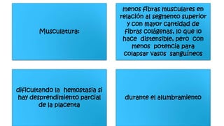 Musculatura:
menos fibras musculares en
relación al segmento superior
y con mayor cantidad de
fibras colágenas, lo que lo
hace distensible, pero con
menos potencia para
colapsar vasos sanguíneos
dificultando la hemostasia si
hay desprendimiento parcial
de la placenta
durante el alumbramiento
 