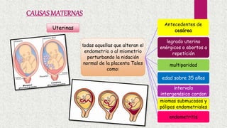 Uterinas
todas aquellas que alteran el
endometrio o al miometrio
perturbando la nidación
normal de la placenta Tales
como:
Antecedentes de
cesárea
legrado uterino
enérgicos o abortos a
repetición
multiparidad
edad sobre 35 años
intervalo
intergenésico cordon
miomas submucosos y
pólipos endometriales
endometritis
CAUSAS MATERNAS
 