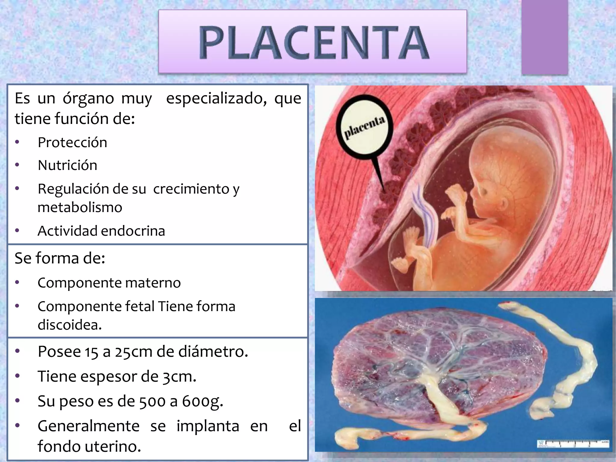 Placenta previa | PPTX
