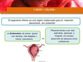 F.ISIOP.~liOLOGI~
El segmento inferior es una región inadecuada para la inserción
placentaria, por presentar:
Placenta tie...