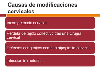 Causas de modificaciones
cervicales
Incompetencia cervical.
Pérdida de tejido conectivo tras una cirugía
cervical
Defectos congénitos como la hipoplasia cervical
infección intrauterina.
 