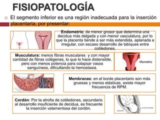 FISIOPATOLOGÍA
 El segmento inferior es una región inadecuada para la inserción
placentaria, por presentar:
Endometrio: de menor grosor que determina una
decidua más delgada y con menor vasculatura, por lo
que la placenta tiende a ser más extendida, aplanada e
irregular, con escaso desarrollo de tabiques entre
cotiledones.
Musculatura: menos fibras musculares y con mayor
cantidad de fibras colágenas, lo que lo hace distensible,
pero con menos potencia para colapsar vasos
sanguíneos, dificultando la hemostasia.
Membranas: en el borde placentario son más
gruesas y menos elásticas, existe mayor
frecuencia de RPM.
Cordón: Por la atrofia de cotiledones, secundario
al desarrollo insuficiente de decidua, es frecuente
la inserción velamentosa del cordón.
 