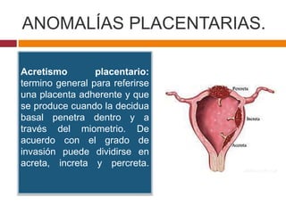 ANOMALÍAS PLACENTARIAS.
Acretismo placentario:
termino general para referirse
una placenta adherente y que
se produce cuan...